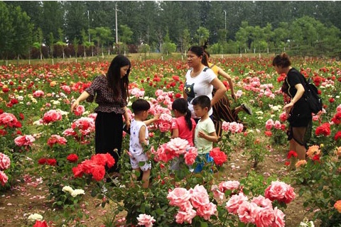 北京月季花十里花海在什么地方,月季花海等你来赏2018北京