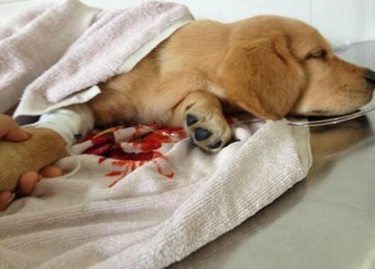 狗狗得了细小医了4000块钱算多吗,犬瘟救命药