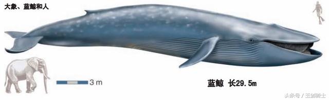 世界上最无畏惧的动物人称平头哥,世界十大凶猛动物平头哥