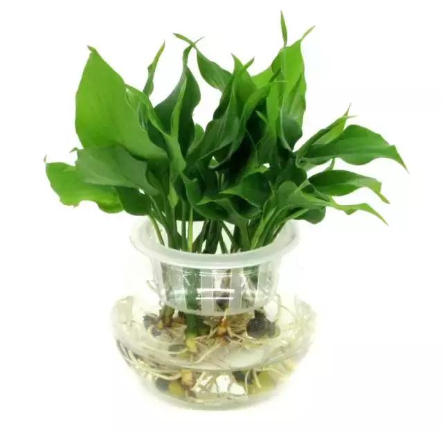 姘村煿鐜夋爲妞嶇墿,鐩嗘牻鐨勯搧鏍戝彲浠ユ按鍩瑰悧