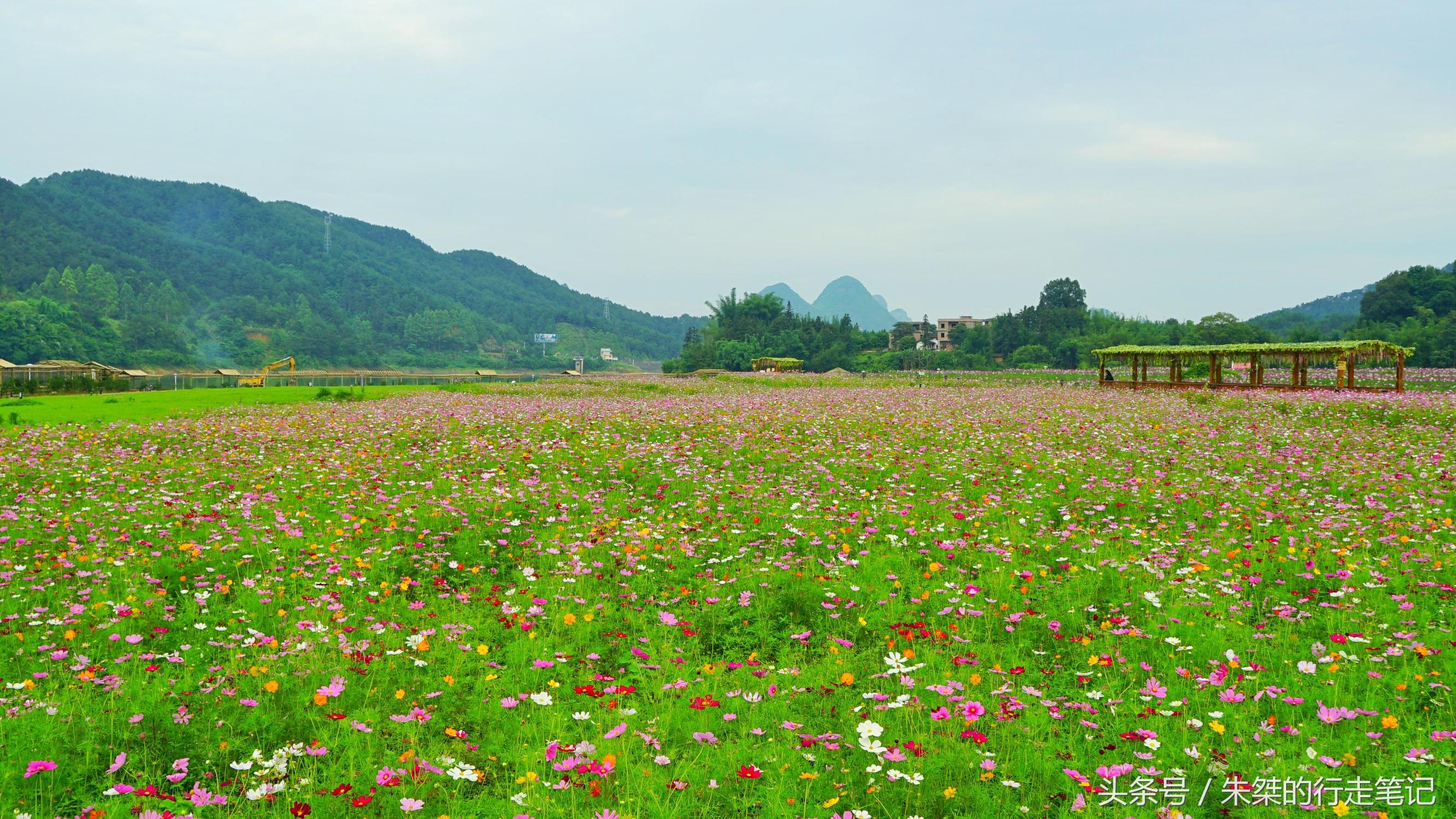 黄姚花海已经荒成草海,黄姚花海景区