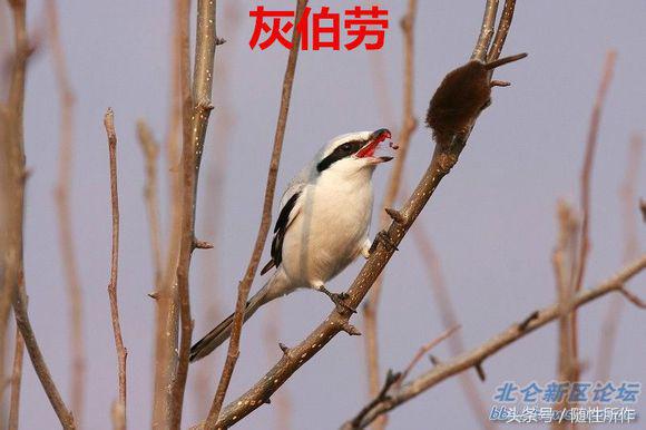 饲养伯劳的最佳温度是多少,伯劳饲养对身体有什么危害