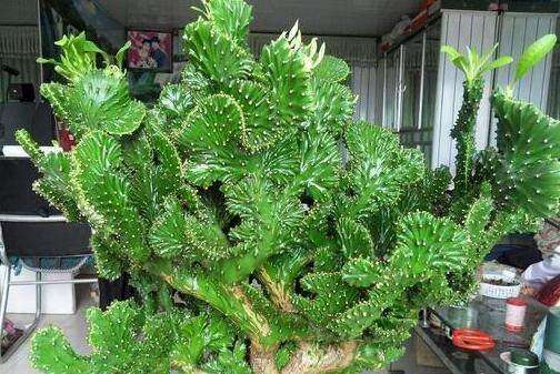 这五种家居植物千万别放在家里,小心皮肤过敏,双眼失明!