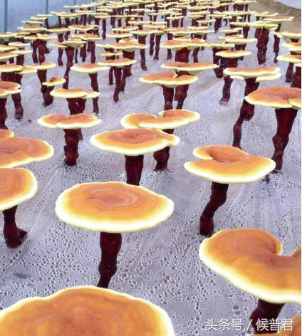 康美来董事长,康美来商学院院长