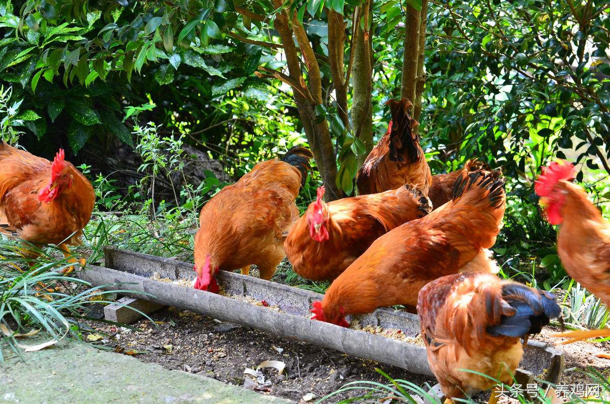 如何解决养鸡啄羽问题,养殖户如何解决鸡啄蛋的常见方法