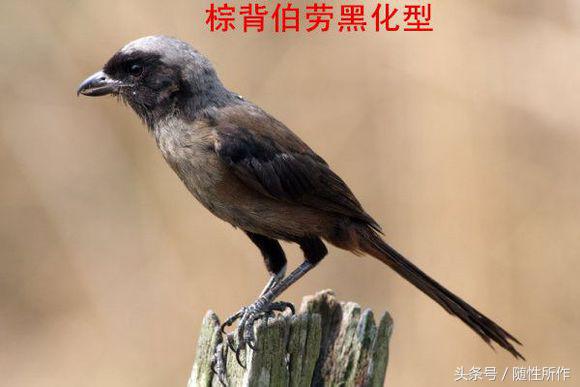 伯劳饲养对人体有什么危害,伯劳幼鸟怎么养