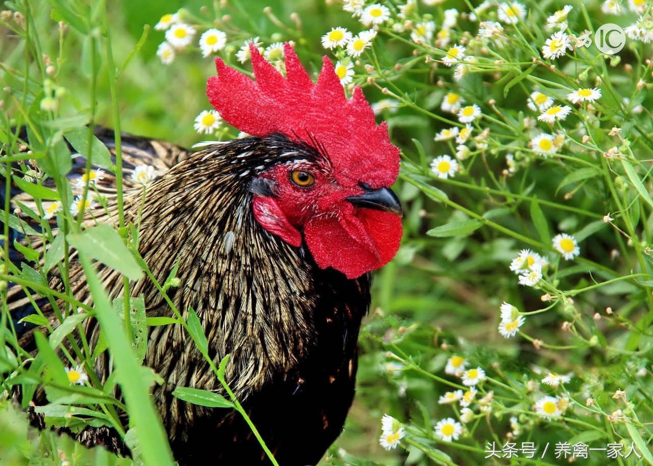 养鸡用松针粉有什么好处,养鸡省钱绝招大全