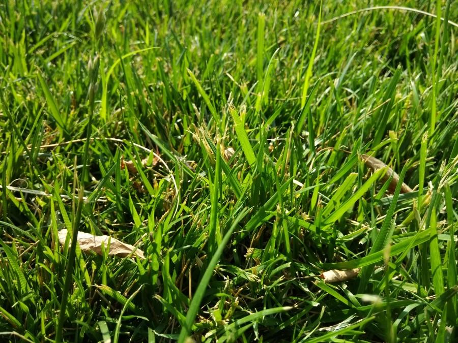 1500块以内的手机玩游戏,酷派酷玩6大米评测