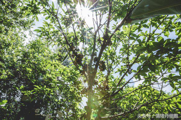 三亚美高梅度假酒店附近景点,三亚美高梅度假酒店日落