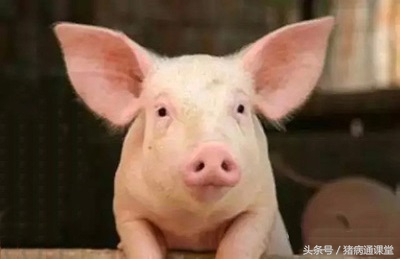 猪赖皮病的治疗方法