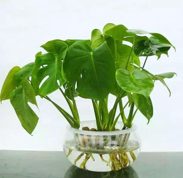 姘村煿鐜夋爲妞嶇墿,鐩嗘牻鐨勯搧鏍戝彲浠ユ按鍩瑰悧