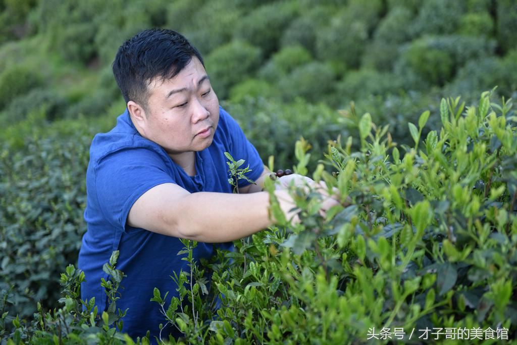 自己动手做茶的感受,自己做茶叶怎么做