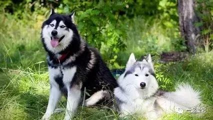 宠知识｜倡议领养代替购买