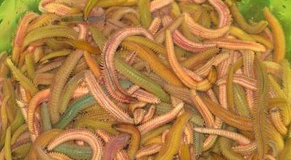 只有广东人才吃过的东西,只有广东人吃过的美食椰子鸡