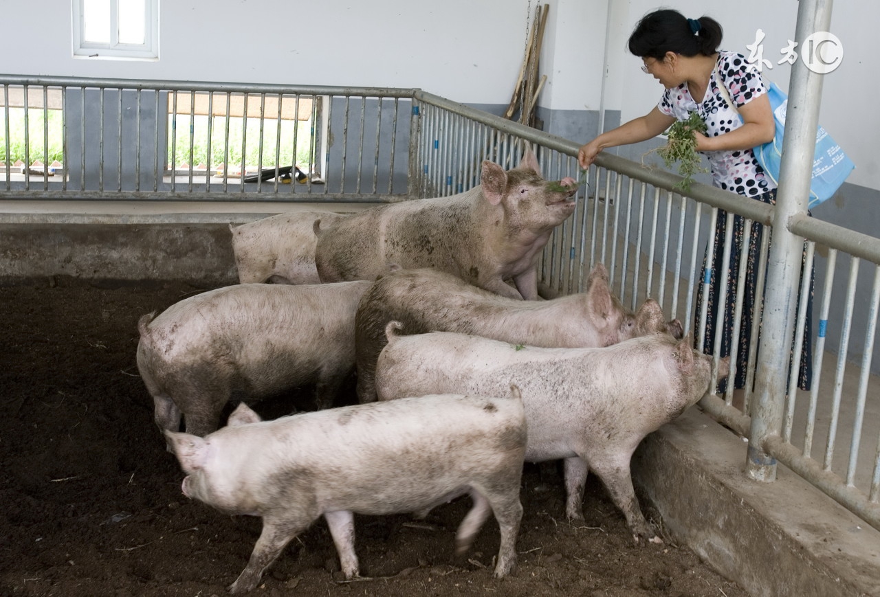 饲料污染的重灾区霉菌毒素危害！