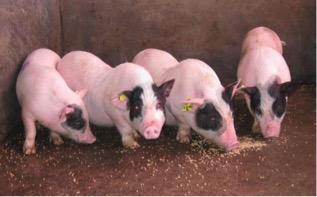 猪肝移植给人类器官有成功的吗,人类首例猪肝移植术