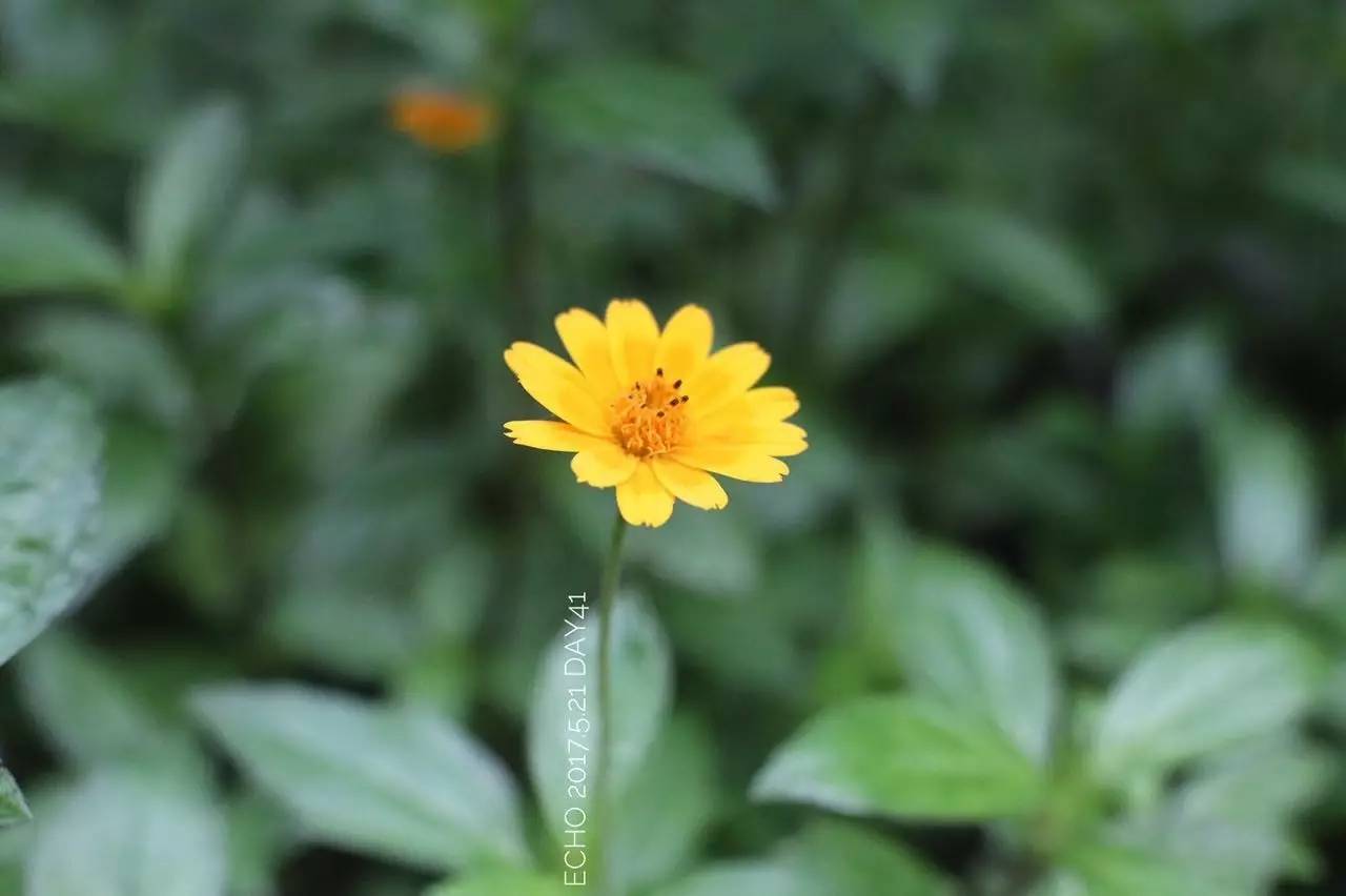 珠海赏花,现在珠海哪里赏花