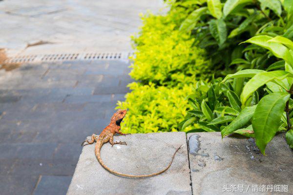 三亚美高梅度假酒店附近景点,三亚美高梅度假酒店日落