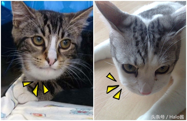 哭笑不得！猫狗大战蜜蜂后……主人该如何及时护理？