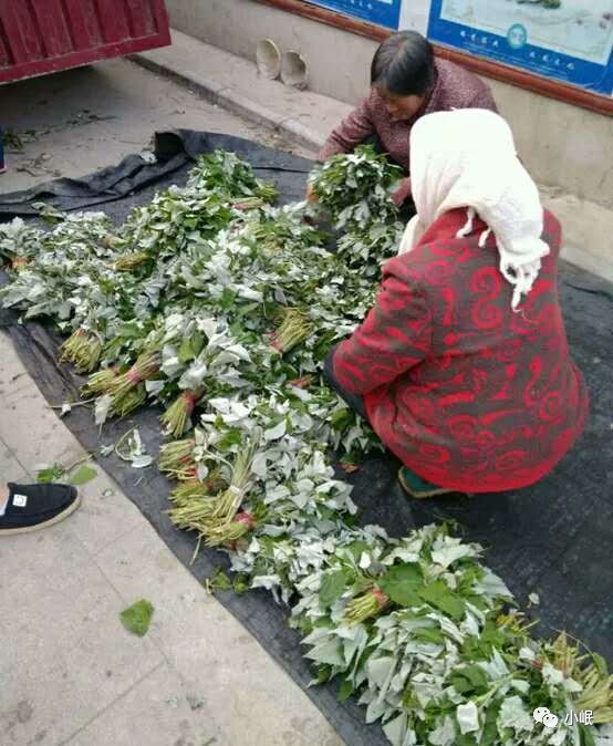 原创|岷县人的端午从一拨子杨柳开始!