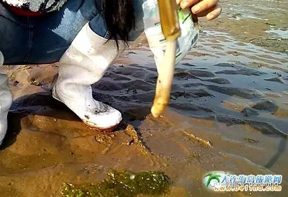 大连海岛趣事：这种海鲜，玩起来比吃都过瘾