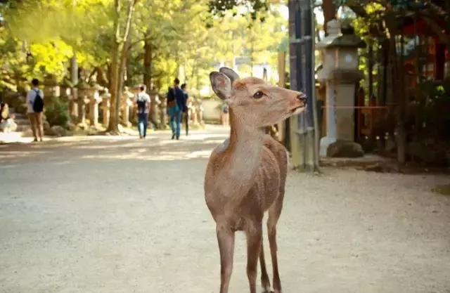 pop日本旅行攻略,日本旅行攻略超详细篇