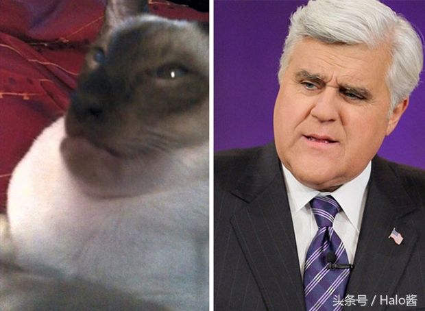 哭笑不得！猫狗大战蜜蜂后……主人该如何及时护理？