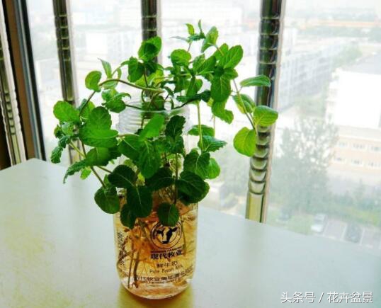 薄荷除了驱蚊还能做啥,有关薄荷的所有夏日饮品