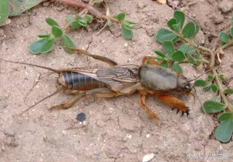 农民田里抓它是农村的一种野味一斤可卖到300元