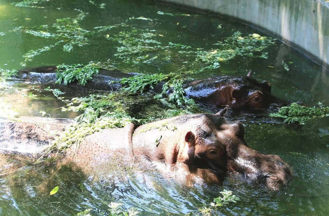 端午节河马夫妇享受浪漫艾草浴，你们端午在干什么？