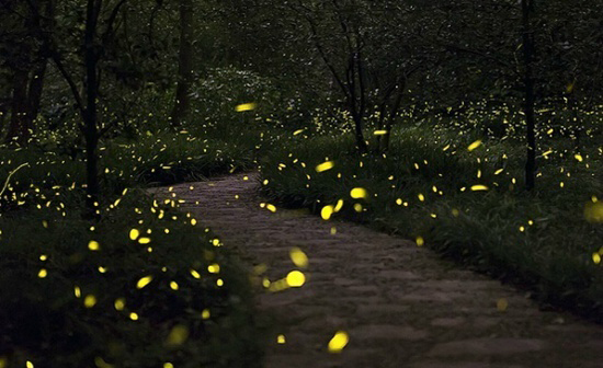 fkz帐篷,nfz帐篷效果图