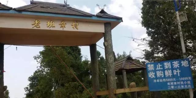 茶人传|尝尽茶中苦，坚守普洱情——陈升河