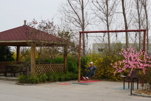 采摘园摘桑葚吃,桑椹采摘园吃桑椹