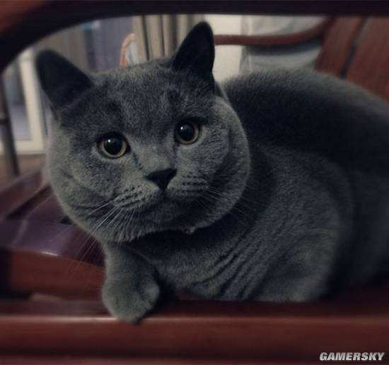 八大珍稀猫,十大名贵猫大黑猫多少钱