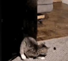 如果抓住猫的尾巴猫会怎么反应,不小心踩到猫咪的尾巴了