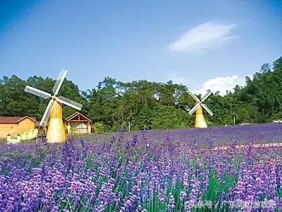 广东普罗旺斯花海,普罗旺斯的薰衣草紫色花海