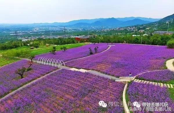 一次薰衣草之旅是如何变成采摘农家乐的?