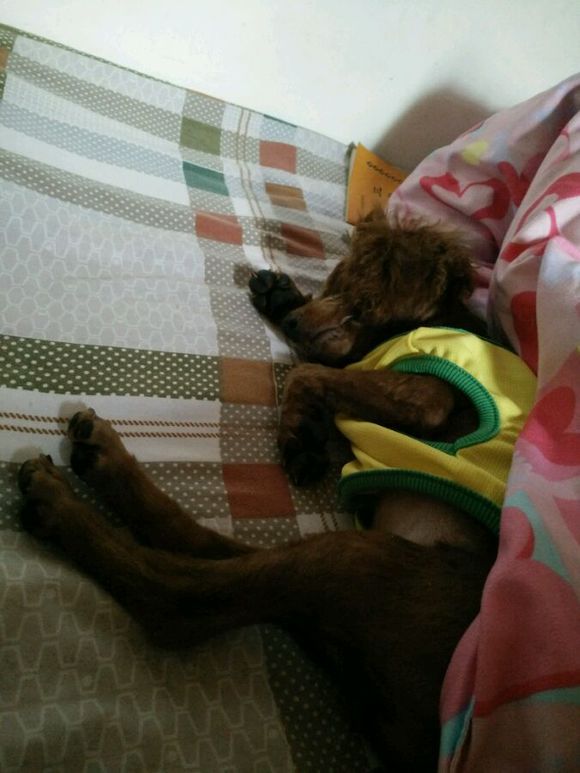 带泰迪剃了毛,回家后性情大变,一言不合就咬人,后悔死了