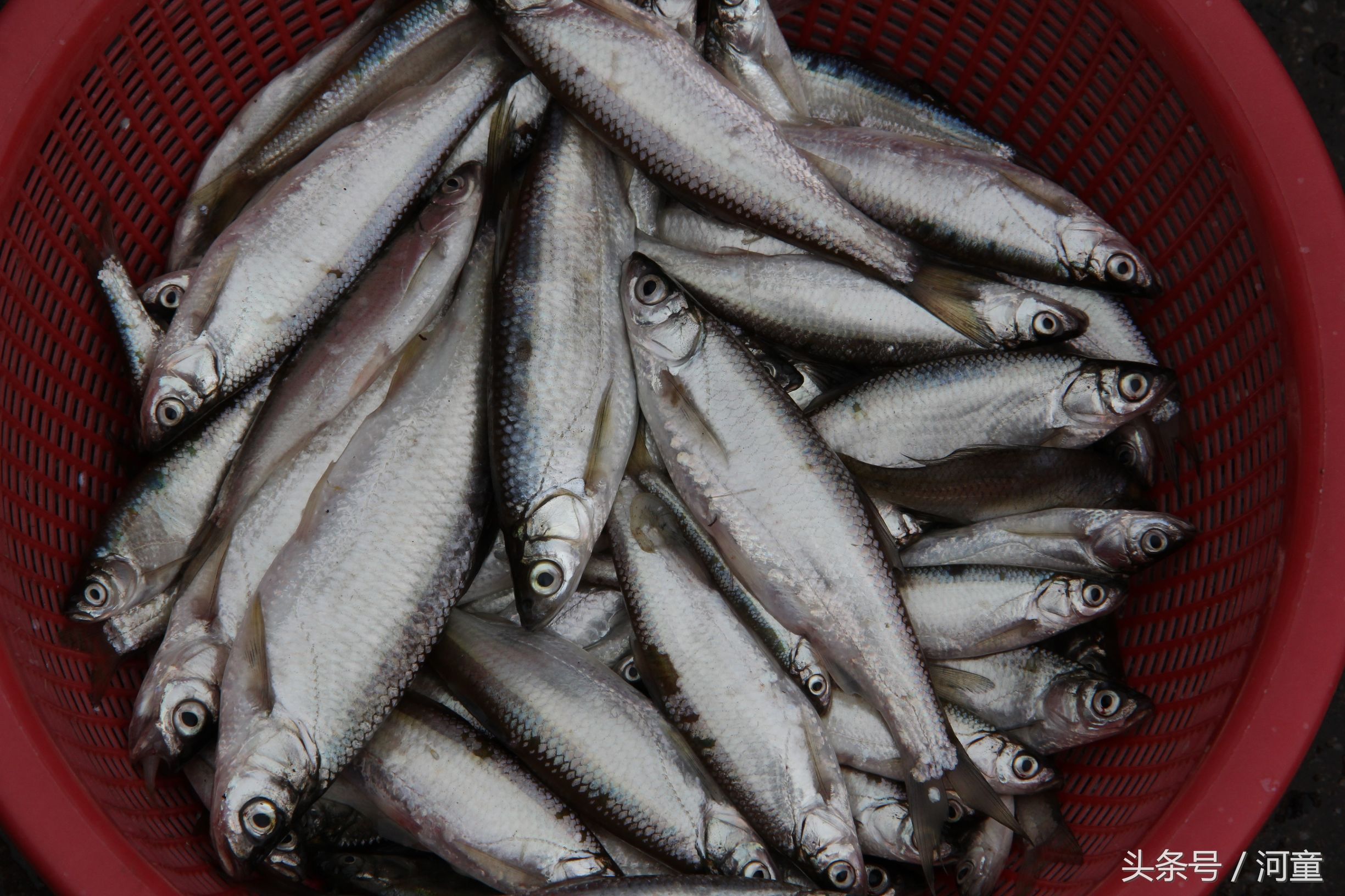 喜洲镇哪里好玩,喜洲哪个地方比较好玩