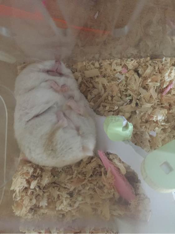 冬天仓鼠一动不动还扁了,仓鼠从桌子上掉下去变得非常急躁