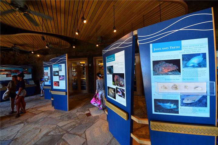 骨灰级探险视频,水上运动场夏威夷maui岛浮潜