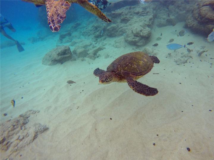 骨灰级探险视频,水上运动场夏威夷maui岛浮潜