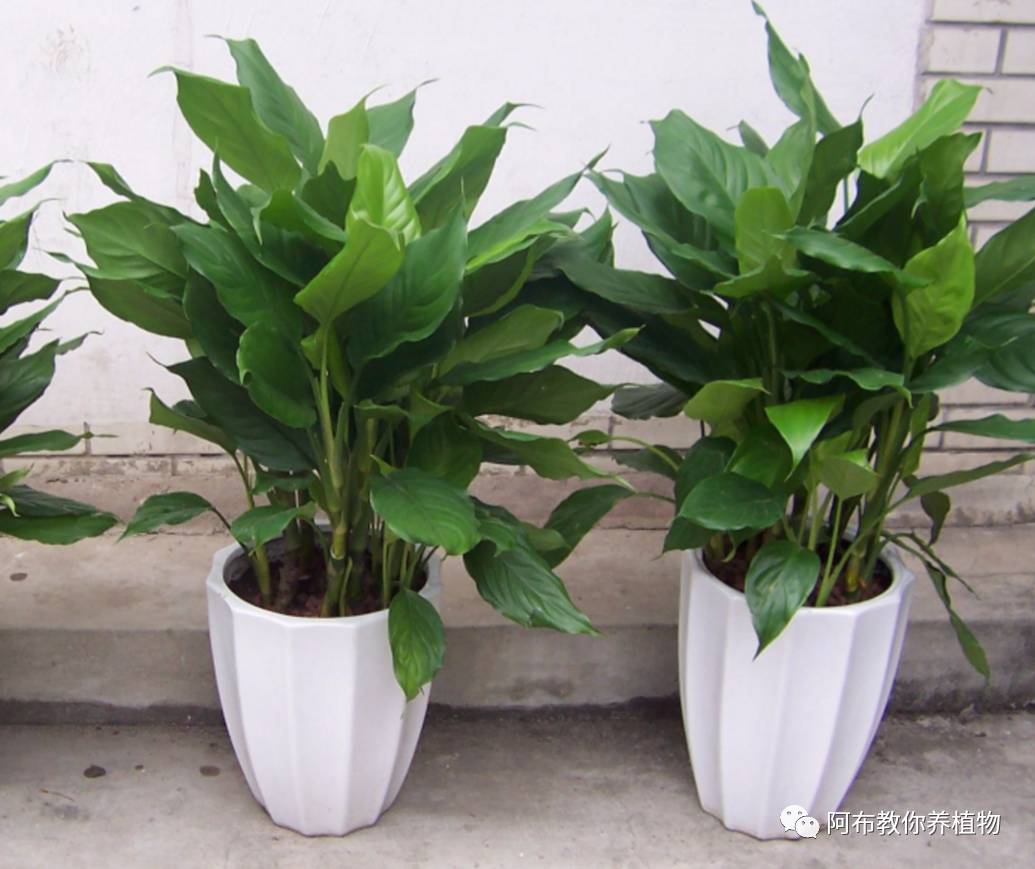 阿布教你养茉莉,阿布教你养植物