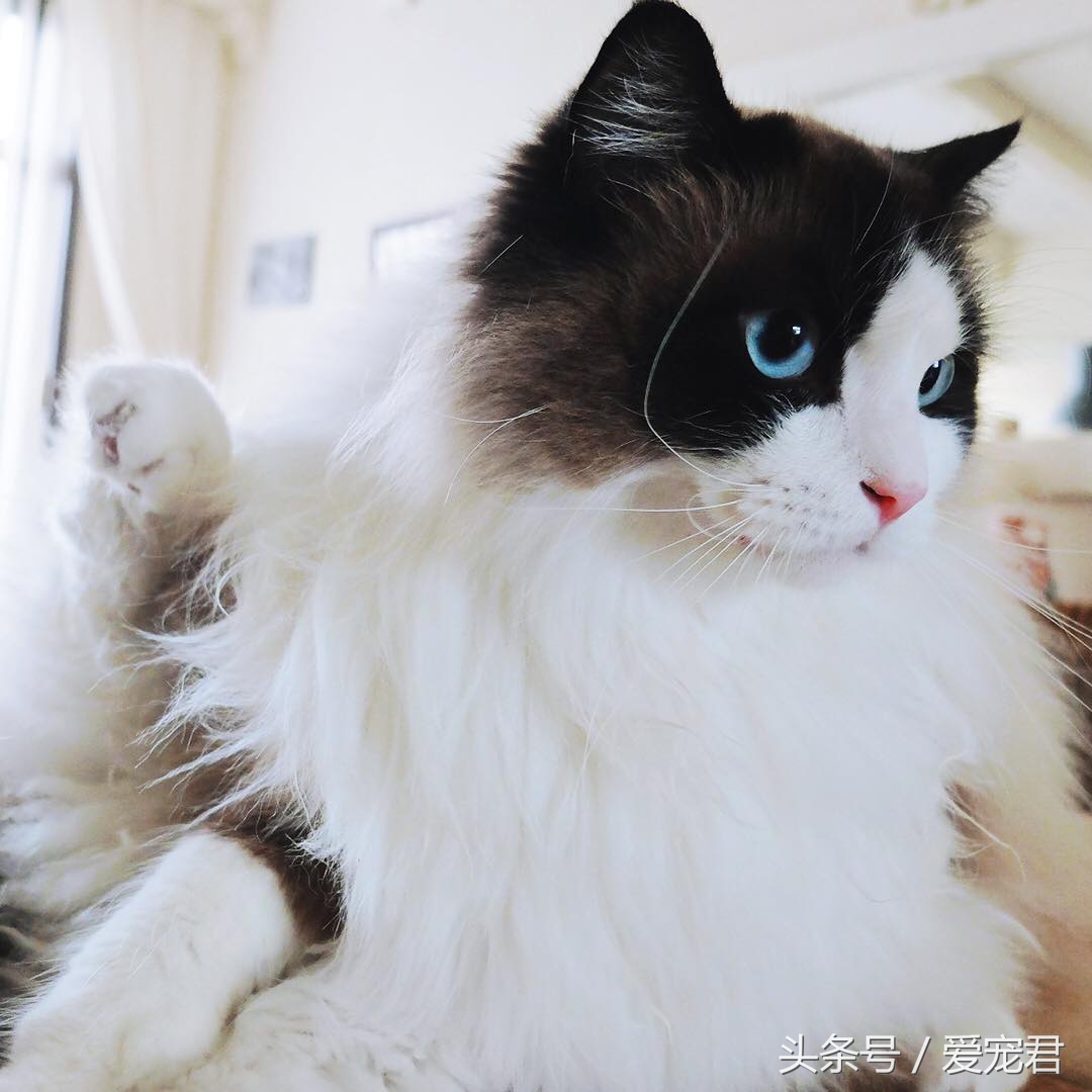 猫咪为什么总是趴在水杯旁边,猫咪为什么总是在桌子角上蹭