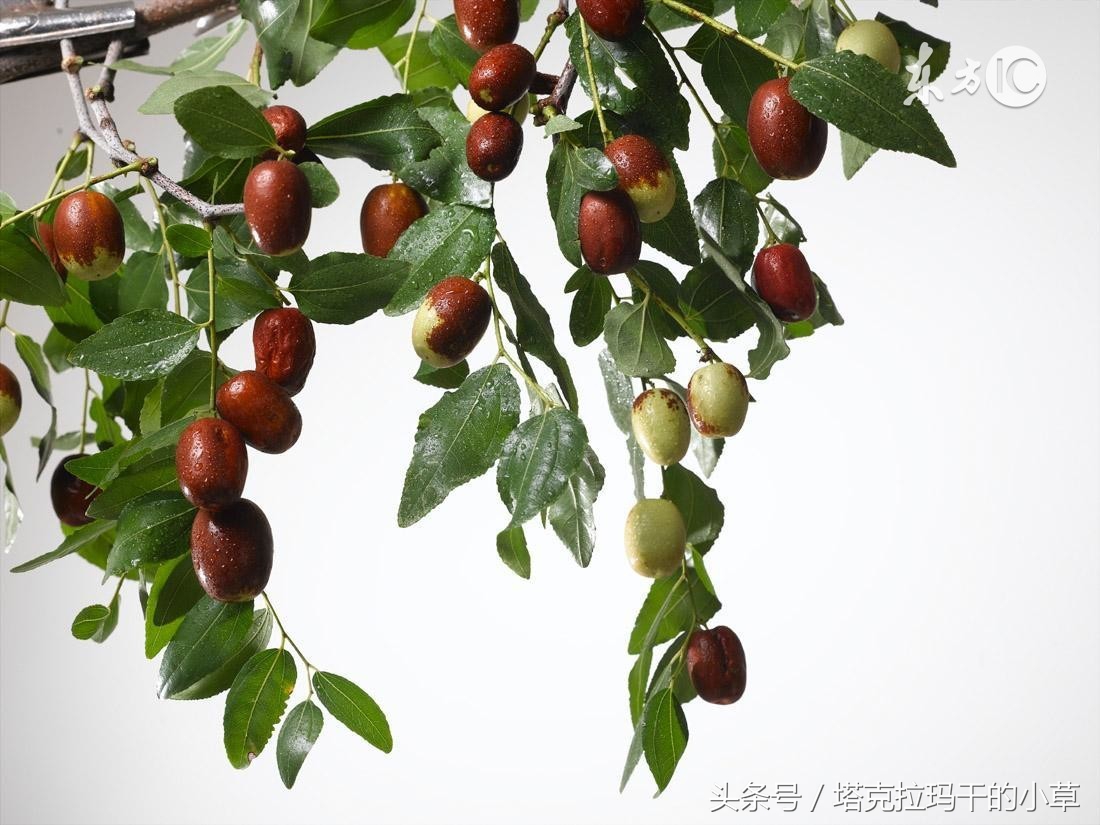 和田大枣多少钱一斤,和田糖玉你了解多少