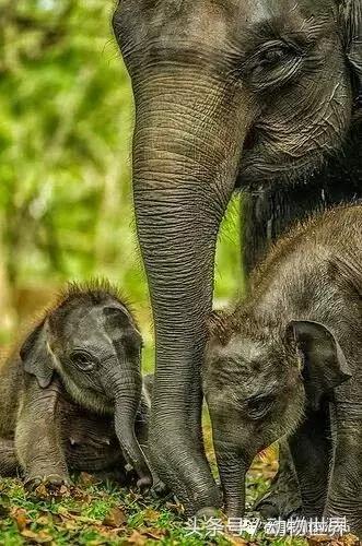 动物主题的儿童摄影,儿童拍摄动物世界图