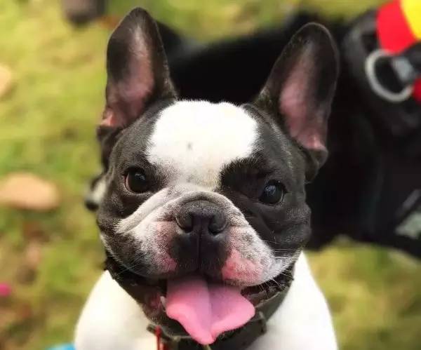 狗狗不懂离别这种复杂的情感,狗狗怎么理解死亡