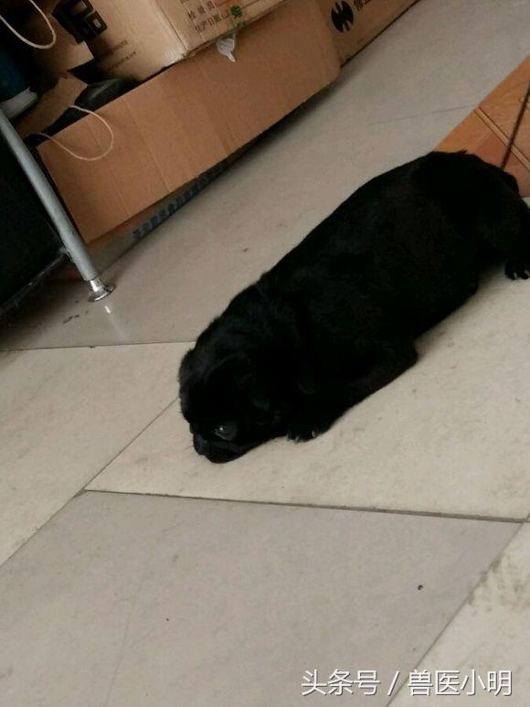 巴哥犬屁股黑色一块是什么,巴哥犬撅屁股是怎么回事