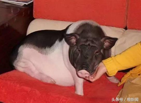 茶杯猪能活多久,茶杯猪能养多久