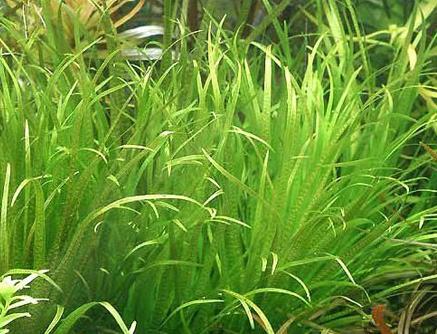 草缸适合新手的水草,草缸常见类水草推荐
